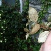 Unknown evergreen shrub - assistance required (30/04/2013)