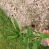 Re: Is this a weed and what is it?