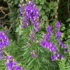 Help identifying a plant. Tall and blue/purple/indigo ish