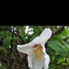 Beautiful Aromatic white flowering bush