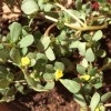 Unidentified plant growing with desert rose