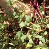 Unidentified plant growing with desert rose