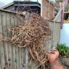 I have inherited two old clematis and am not sure how much I should prune them back.