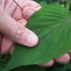 Photo of leaf