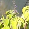 Lovely fuzzy leaf plant with purple flowers