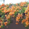 Stunning flowering trailer from the Azores (and the Med)