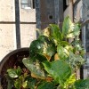 Hibiscus plant leaf spots- 2 plants