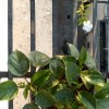 Hibiscus plant leaf spots- 2 plants