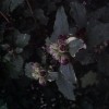 Hibiscus Syriacus 'Meehanii' not flowering