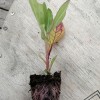 Rudbeckia - pink roots