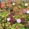 November flowering Hydrangea 